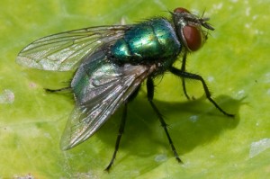 Las moscas de la familia Calliphoridae son las primeras colonizadoras de un cadáver.