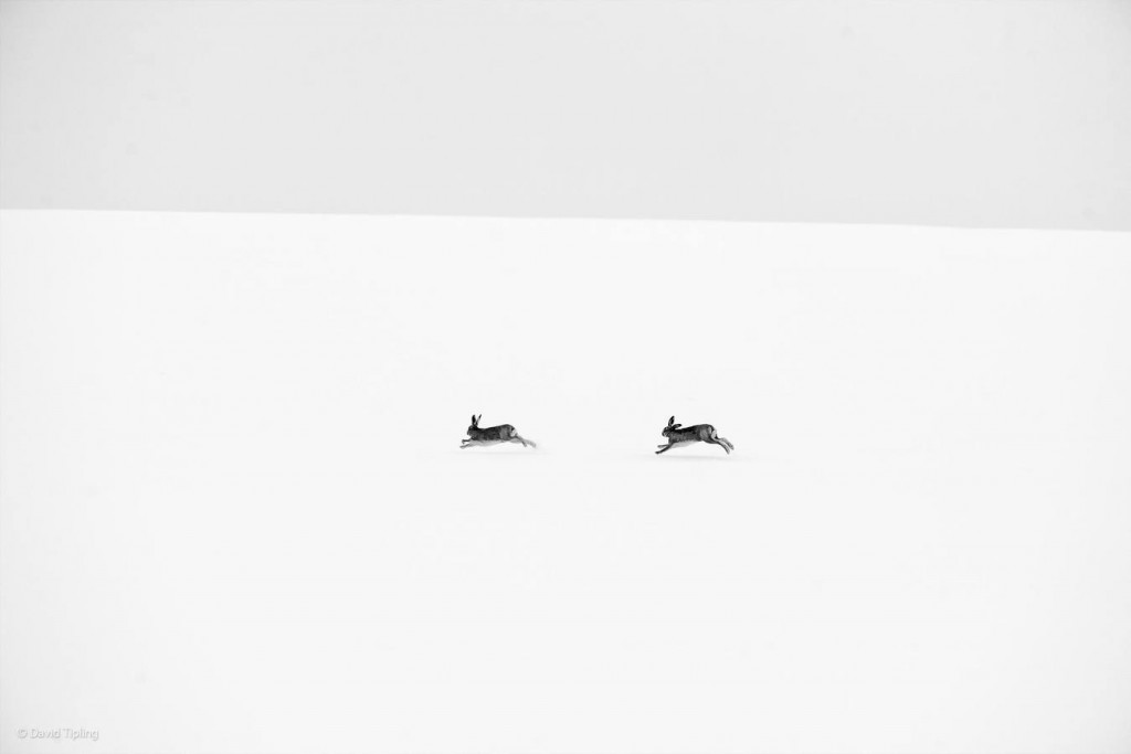 «Winter hares». David Tipling
