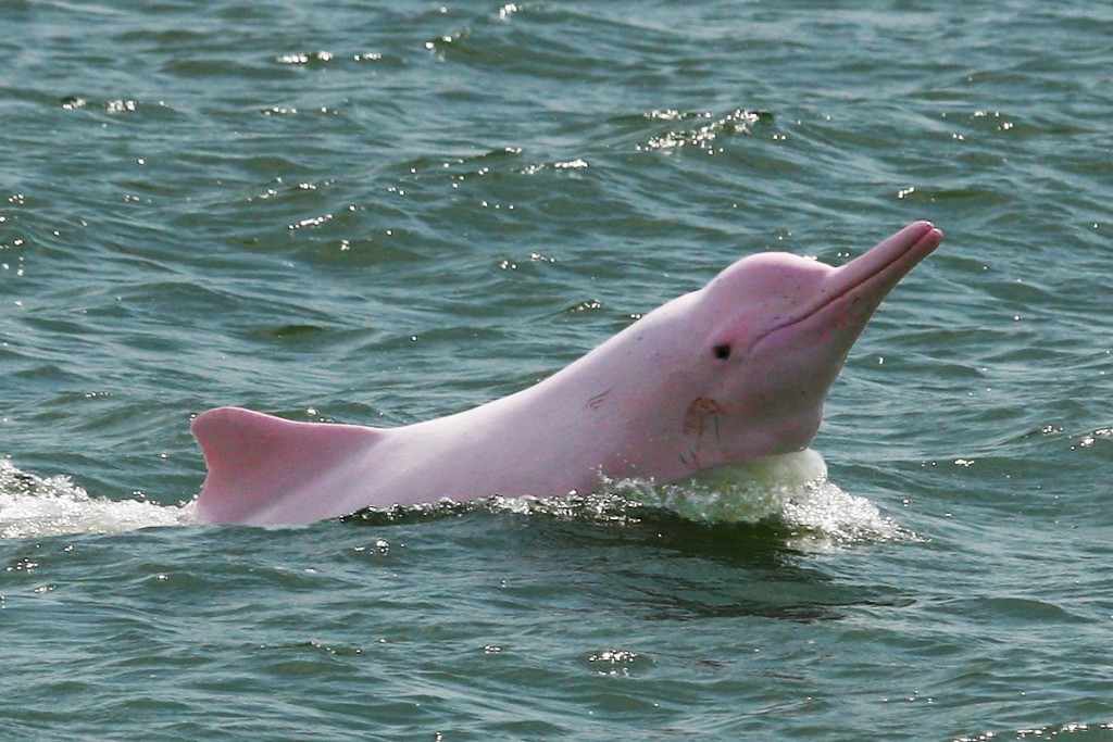 Pink-Dolphin-1