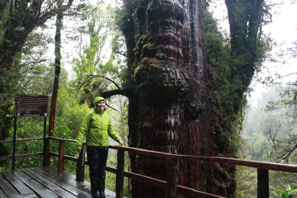 El árbol más antiguo del planeta No sabes nada