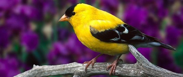 Pájaros cantan ligar curiosidades animales