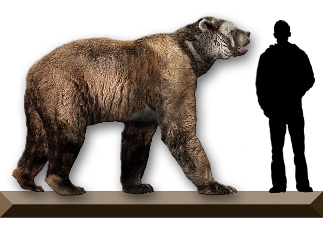 El oso Kodiak es el carnívoro terrestre más grande del mundo ¡No sabes nada! El oso Kodiak es el carnívoro terrestre más grande del mundo ¡No sabes nada!