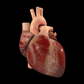 El cáncer de corazón es una enfermedad extremadamente rara debido a que