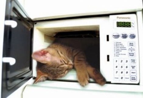 En los manuales de microondas se especifica "No utilice este horno para animales o debido demanda - ¡No sabes nada!