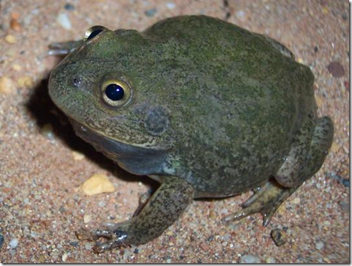 Existe un sapo capaz de aguantar años sin comer - ¡No sabes nada!