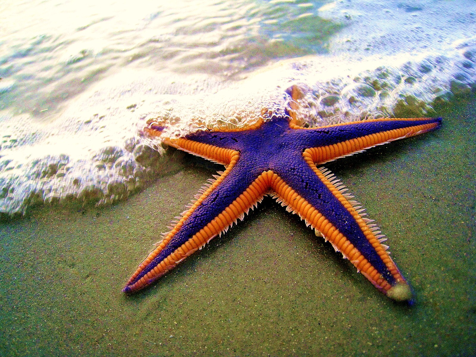 Szabadtéri szorosan meghallgatás quien se come a las estrellas de mar ...