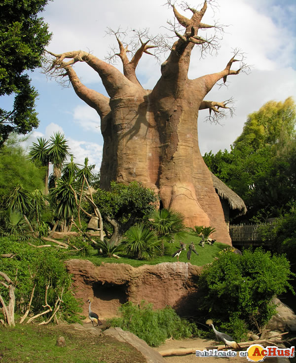 Arbol-Baobab-Bioparc-28012011