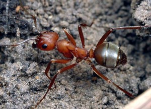 La hormiga roja