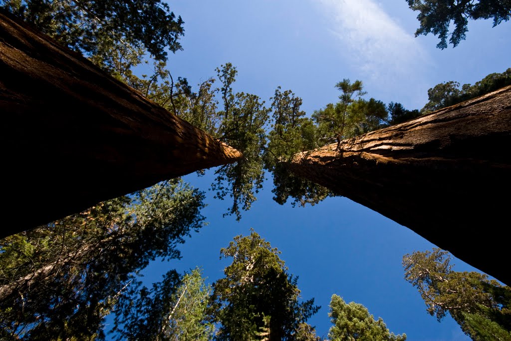 El árbol más alto del mundo mide 115,55 metros ¡No sabes nada! El árbol más alto del mundo mide 115,55 metros ¡No sabes nada!