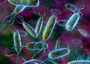 bacteria-mms