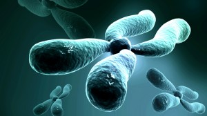 cromosoma-artificial-de-la-levadura-3