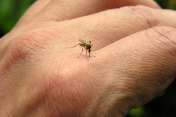 elección natural de los mosquitos