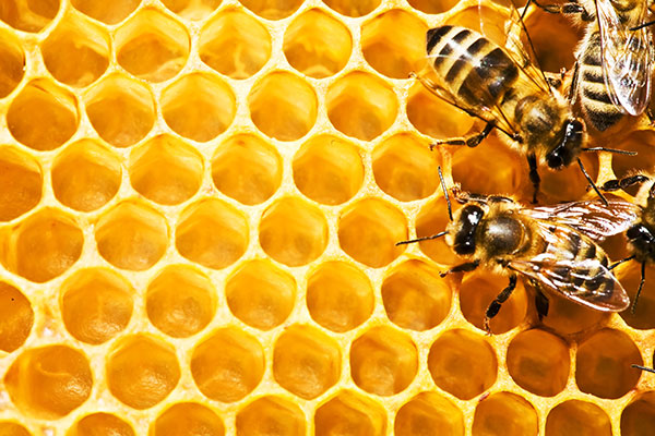 producción de miel de abeja