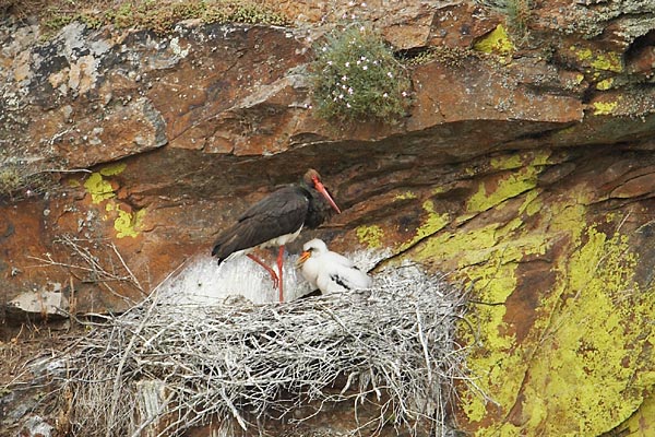 las aves usan la razón para hacer sus nidos