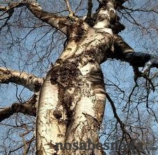 árbol mujer