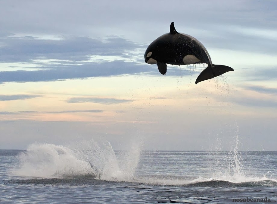 salto orca