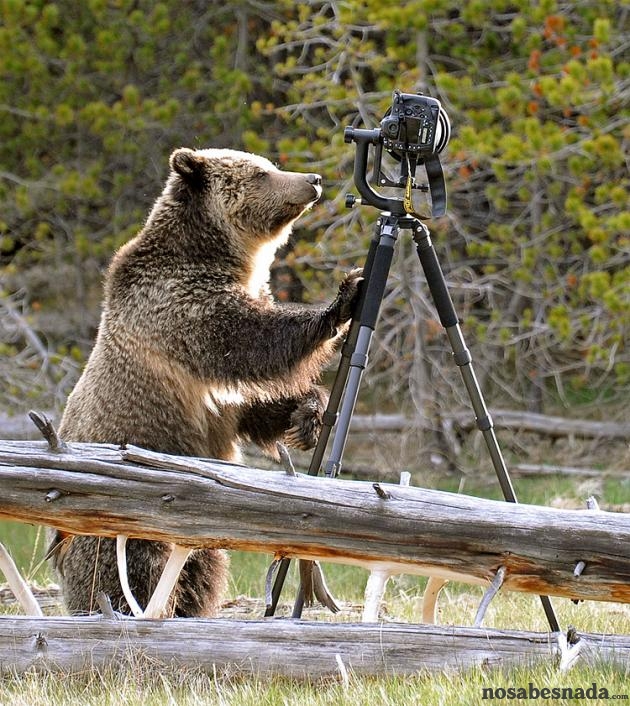 oso fotógrafo