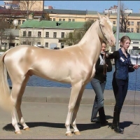 caballo dorado