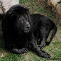león negro