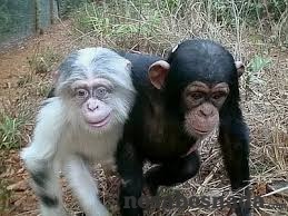 mutación monos