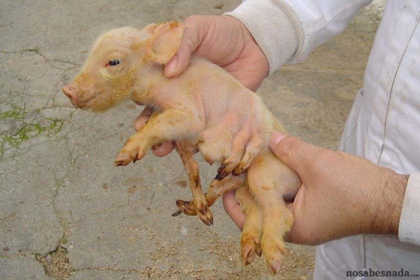 mutación cerdo