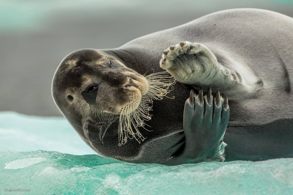 «Flirting Bearded Seal». Audun Rikardsen