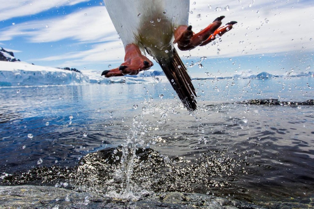 «Leaping gentoo penguin». Paul Souders