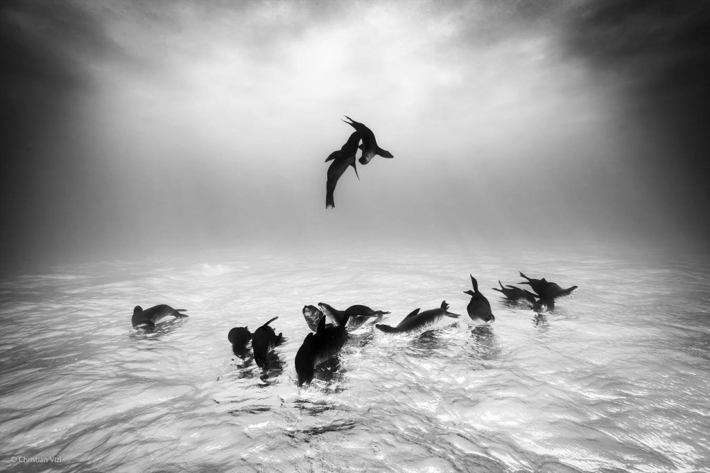 «Sea lions dream». Christian Vizi