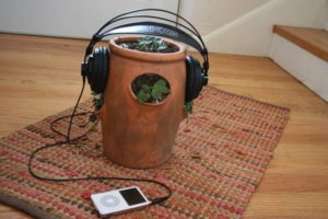 musica-plantas