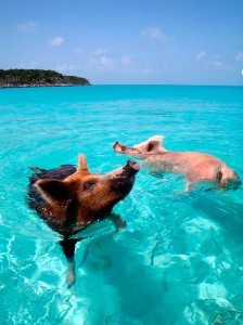 isla-cerdos-nadadores