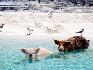 isla-cerdos-nadadores-5