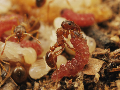 ant-feeding-caterpillar-darlyne-a-murawski