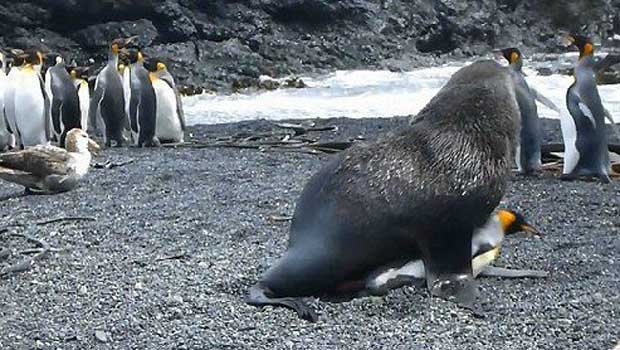 focas-violan-pinguinos-antartida