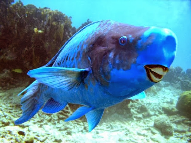 Scarus coeruleus pez loro azul 3
