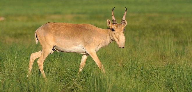 endangered-species-saiga-antelope-ARKive-org