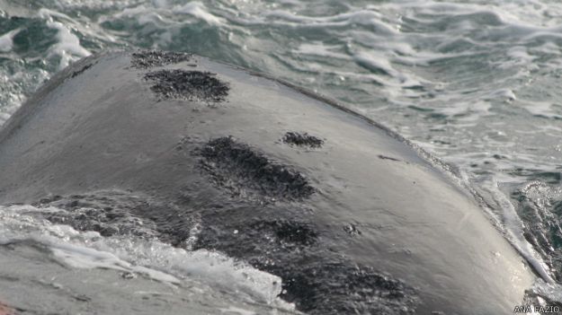 lucha entre gaviotas y ballenas 3