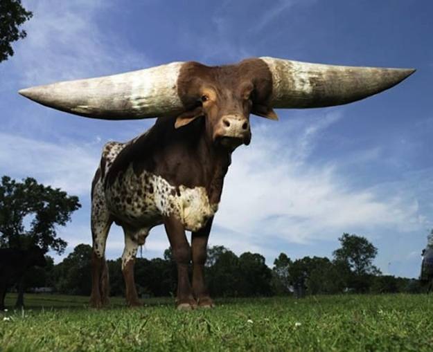 Lurch, el toro con los cuernos más grandes del mundo ¡No sabes nada!