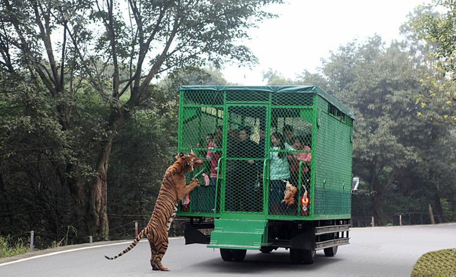 zoo Chino ofrece la experiencia de ser atacado por leones y tigres