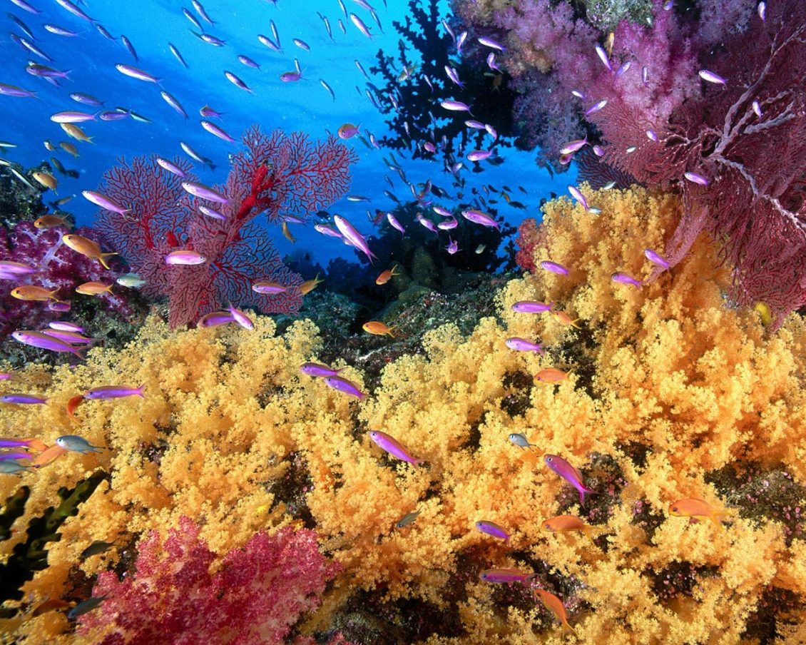 fondos-marinos-corales-1280