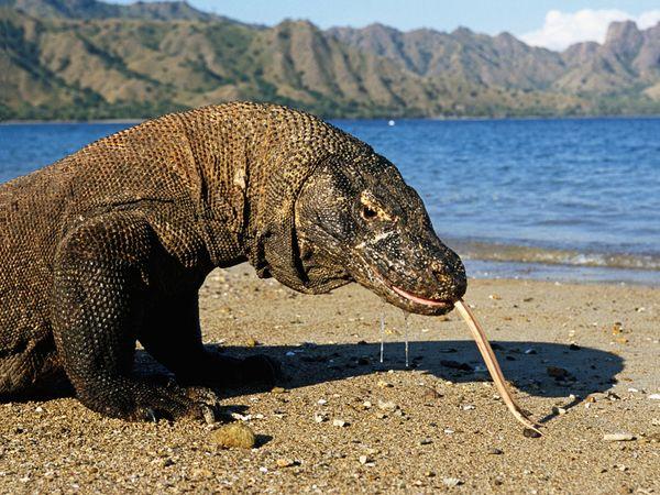 conoce-la-isla-de-komodo-tan-maravillosa-como-estremecedora-no