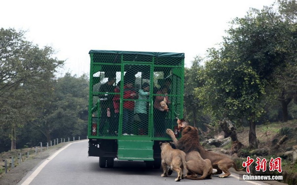 zoo Chino ofrece la experiencia de ser atacado por leones y tigres - 2
