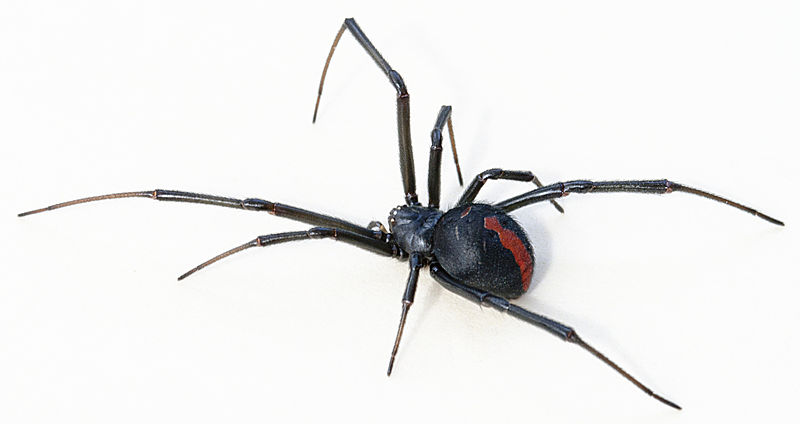 Araña de Espalda Roja Australiana