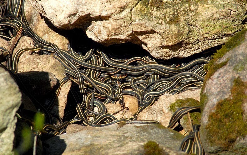los 5 apareamientos más curiosos - serpiente de carretera