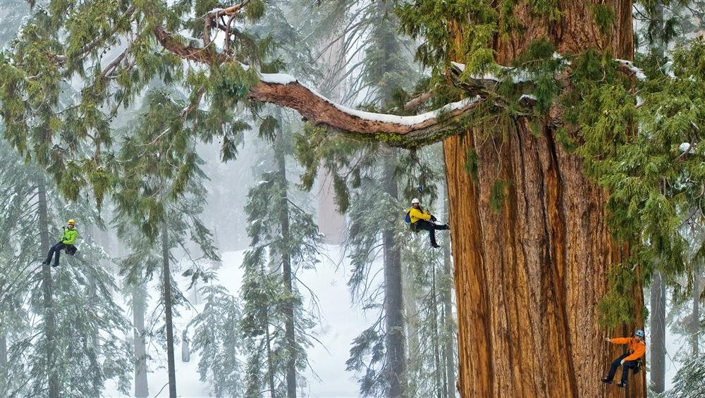 05-sequoias-withstand-winter-snow-weight_1000x565