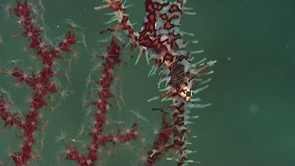 307847247-caballito-de-mar-enano-izu-camuflar-arrecife-de-coral