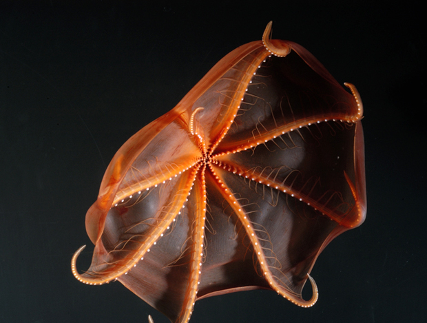 cirrate-octopus-census-of-marine-life