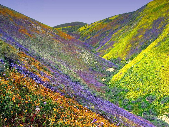 flower-valley