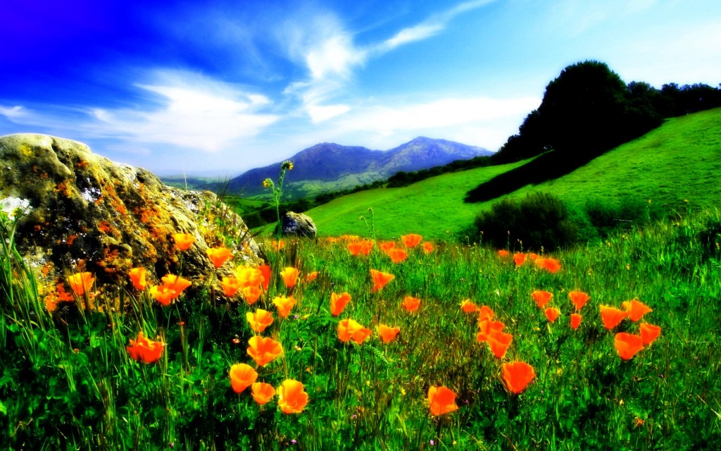 nature-landscapes_widewallpaper_flower-valley_3141