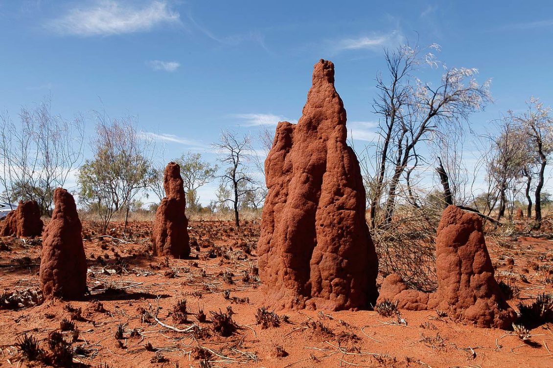termite-mounds