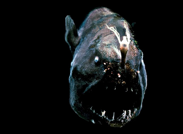 unidentified-anglerfish